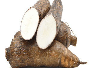 Cassava 1a