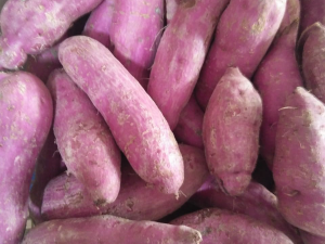 Purple Potato Pic1b