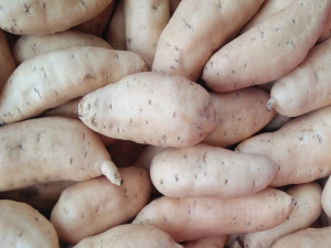 Yellow Potato Pic